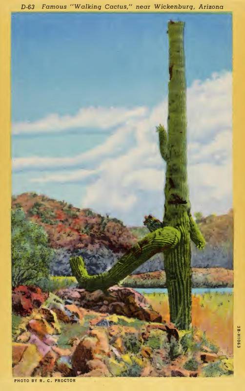 D-63 Famous "Walking Cactus" near Wickenburg, Arizona (Curt Teich postcard 3B-H1063)