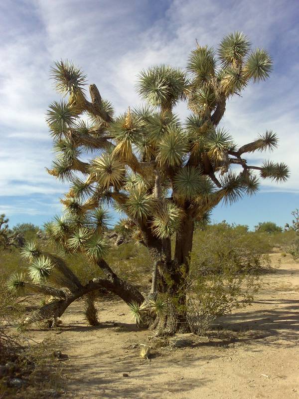 Joshua Tree (Yucca brevifolia) at the Joshua Forest Scenic Road, Arizona, USA.
