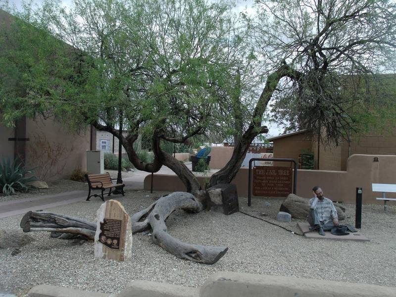 Jail Tree located in the corner of Tegner and Wickenburg Way in Wickenburg, Arizona. In 1863, when the local jail was full of prisoners, those who did not fit in a cell were chained to this tree.